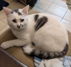 Lost Male Cat last seen Lowe's, del Prado linear park, Cape Coral, FL 33909
