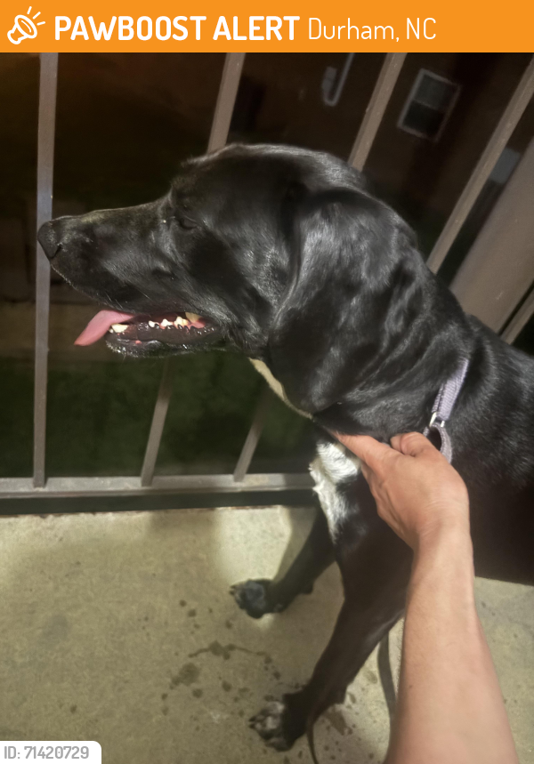 Found/Stray Female Dog last seen Bedford and midvail, Durham, NC 27707