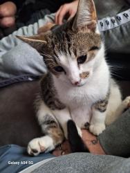 Lost Male Cat last seen Foxhill rd , Eccles, England M30 7PP