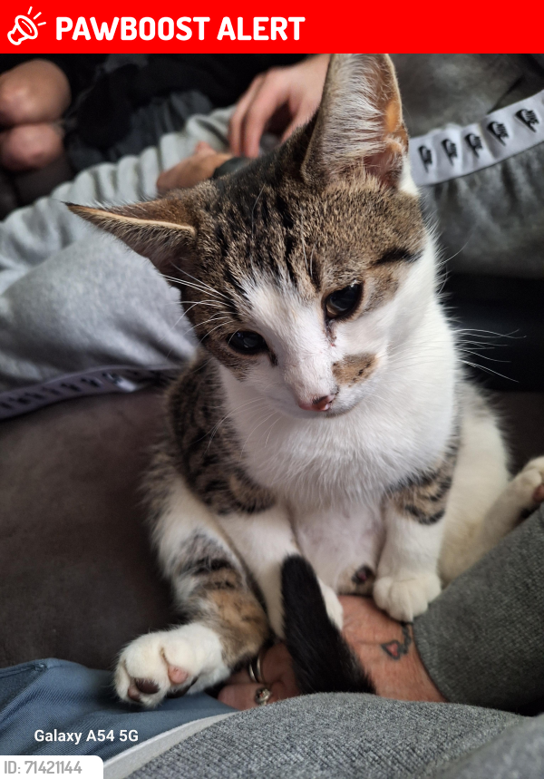Lost Male Cat last seen Foxhill rd , Eccles, England M30 7PP