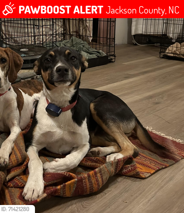 Lost Male Dog last seen Caney Fork Road, Judaculla Rock Road, Jackson County, NC 28723