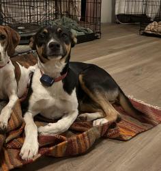 Lost Male Dog last seen Caney Fork Road, Judaculla Rock Road, Jackson County, NC 28723