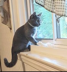 Lost Male Cat last seen South Pk/Farman Ct/ Forestview/ Preston H way., Louisville, KY 40219