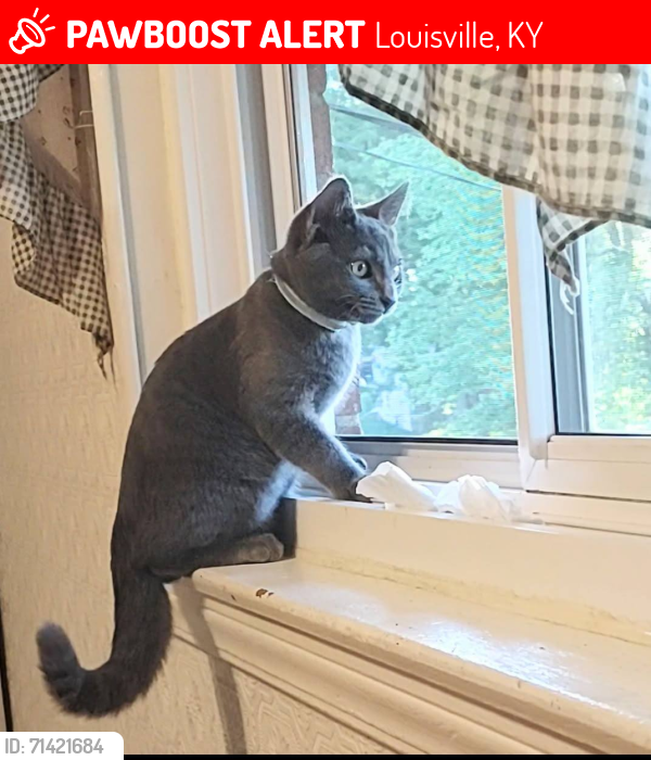 Lost Male Cat last seen South Pk/Farman Ct/ Forestview/ Preston H way., Louisville, KY 40219