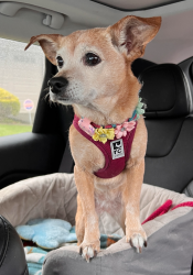 Lost Female Dog last seen Inverness and Butler, Fresno, CA 93727