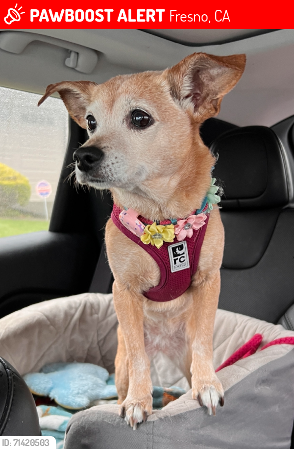 Lost Female Dog last seen Inverness and Butler, Fresno, CA 93727