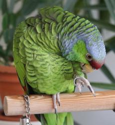 Lost Unknown Bird last seen Clarendon & Panorama, San Francisco, CA 94131, San Francisco, CA 94131
