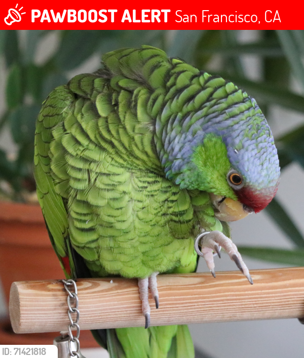 Lost Unknown Bird last seen Clarendon & Panorama, San Francisco, CA 94131, San Francisco, CA 94131
