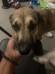 Lost Male Dog last seen Saint Peter Claver church, Macon, GA 31204