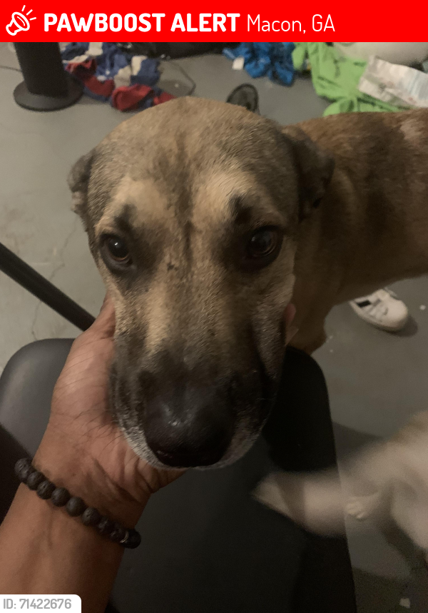 Lost Male Dog last seen Saint Peter Claver church, Macon, GA 31204