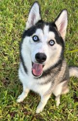 Lost Female Dog last seen Hialeah, Miami, FL 33157
