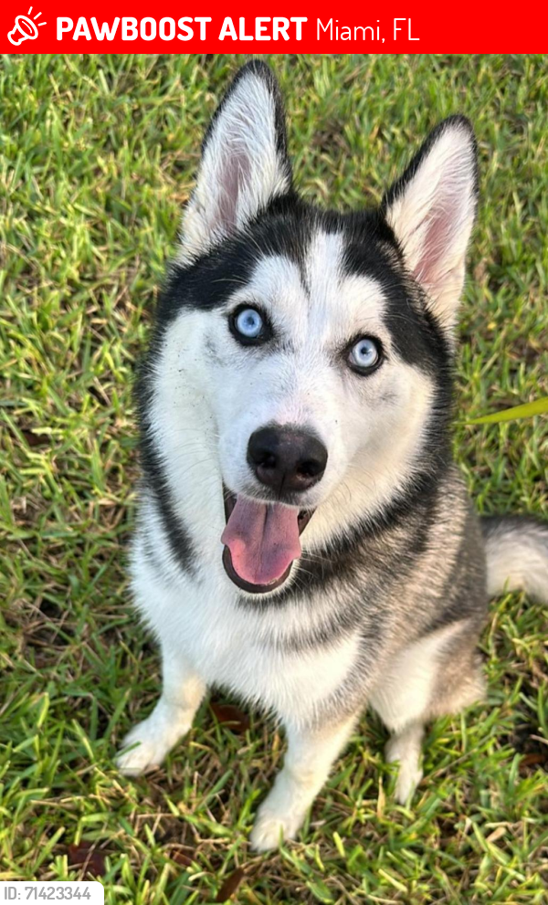 Lost Female Dog last seen Hialeah, Miami, FL 33157