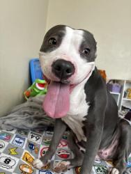 Lost Female Dog last seen gollihar, Corpus Christi, TX 78416