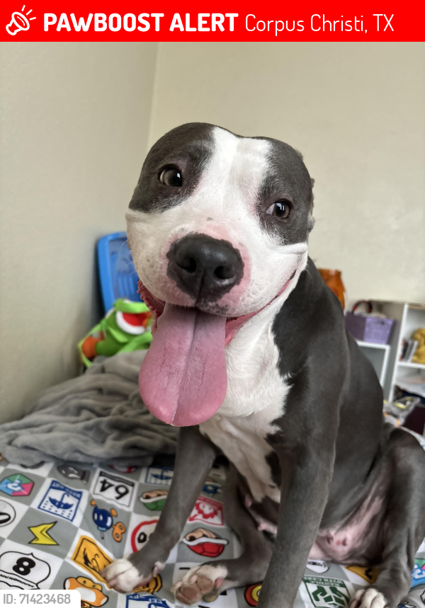 Lost Female Dog last seen gollihar, Corpus Christi, TX 78416