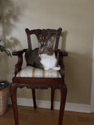 Reunited Female Cat last seen Pisgah Drive and Pearl Lake Causeway, Altamonte Springs, FL 32714