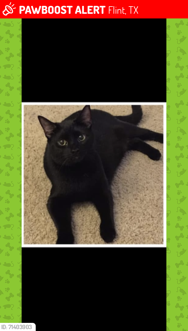 Lost Female Cat last seen Lake cabin escapes, Flint, TX 75762