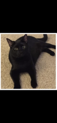 Lost Female Cat last seen Lake cabin escapes, Flint, TX 75762