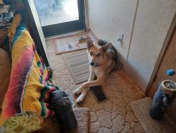 Lost Female Dog last seen High Deal Rd, Los Lunas, NM 87031