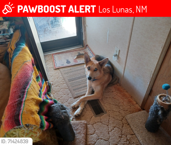 Lost Female Dog last seen High Deal Rd, Los Lunas, NM 87031