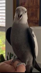 Lost Male Bird last seen Turner Way, Summer Brook ests, Arlington, TX 76001