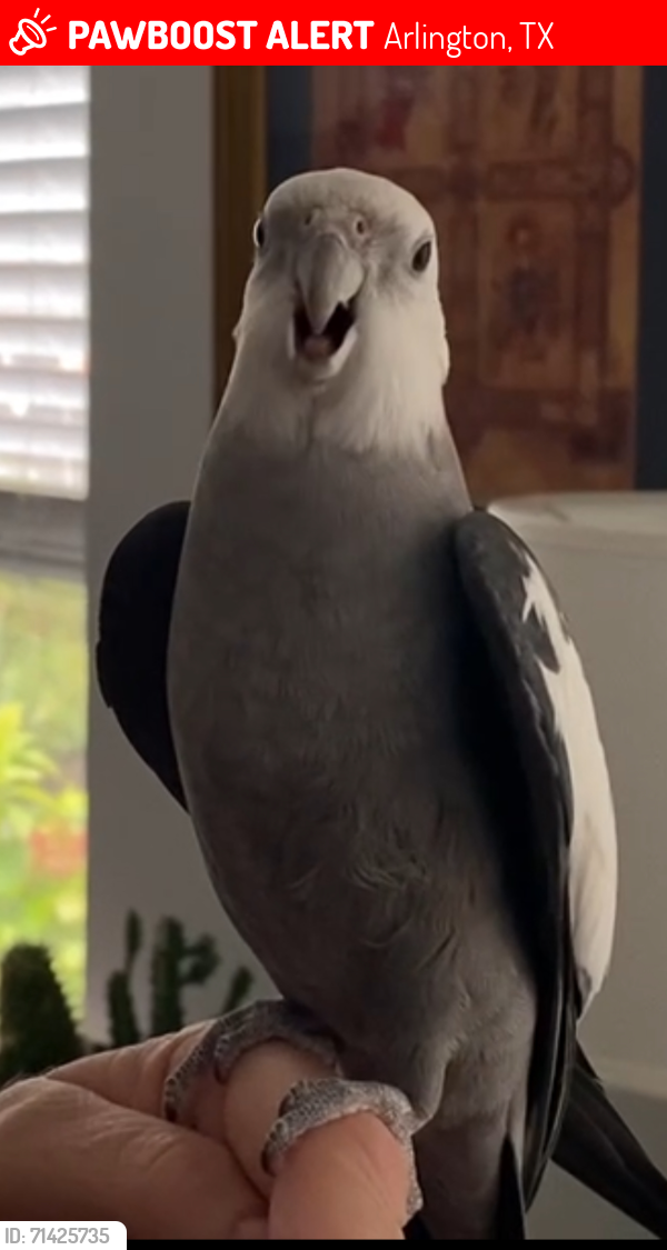 Lost Male Bird last seen Turner Way, Summer Brook ests, Arlington, TX 76001