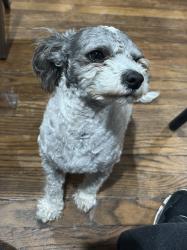 Lost Male Dog last seen Polk St. and Herrick Ave., Los Angeles, CA 91342
