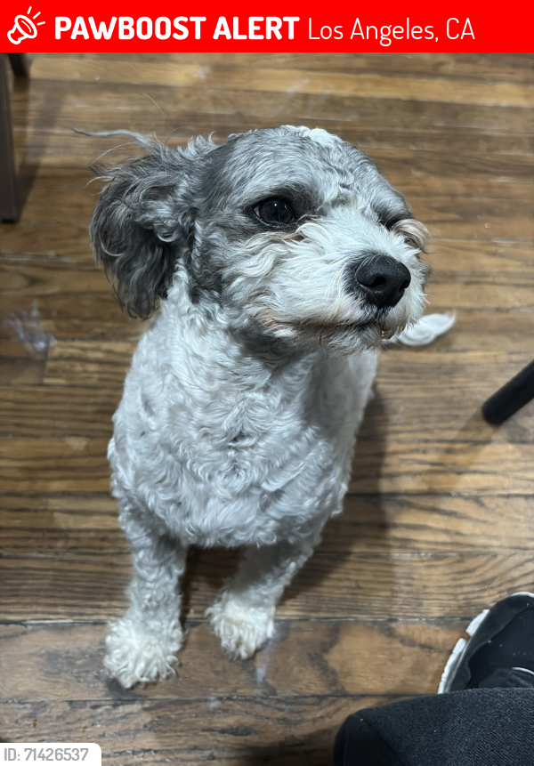 Lost Male Dog last seen Polk St. and Herrick Ave., Los Angeles, CA 91342