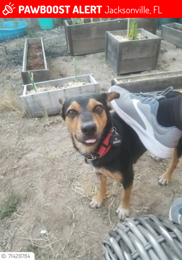 Lost Female Dog last seen Normandy and memorial near the Golden Corral and cemetery , Jacksonville, FL 32221