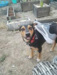 Lost Female Dog last seen Normandy and memorial near the Golden Corral and cemetery , Jacksonville, FL 32221