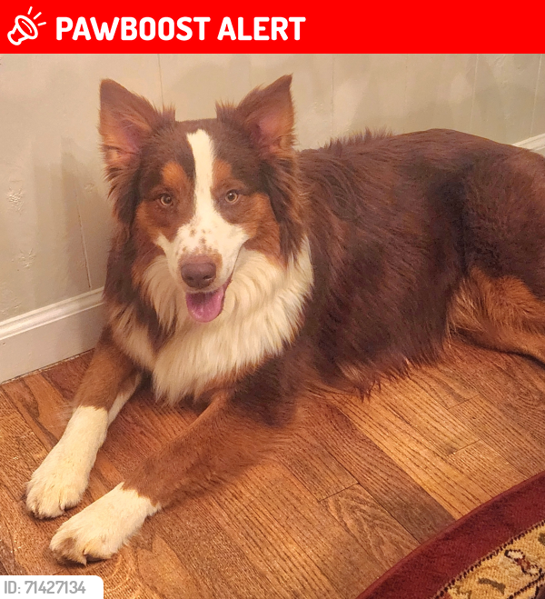 Lost Male Dog last seen Craig Store Rd & White Mt Rd, Albemarle County, VA 22920