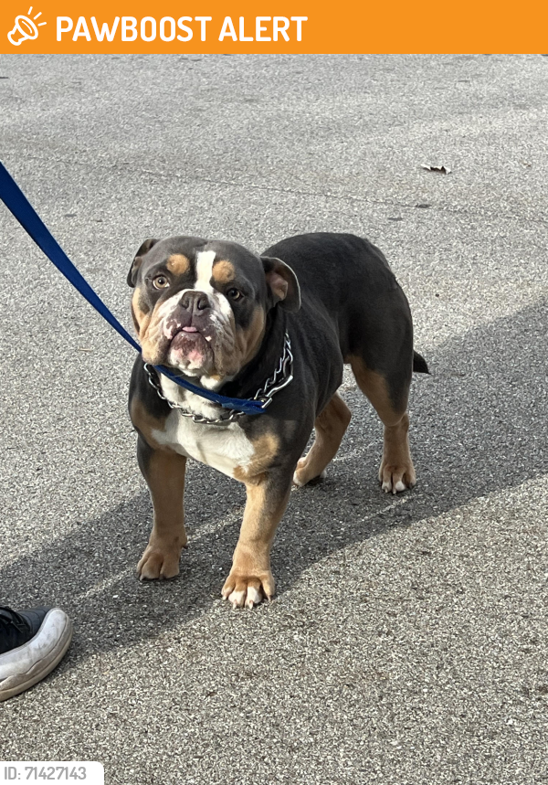 Found/Stray Male Dog last seen Robinson rd, Jackson, Michigan , Blackman charter Township, MI 49203