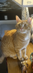 Lost Male Cat last seen Langston Hughes High School, Fairburn, GA 30291