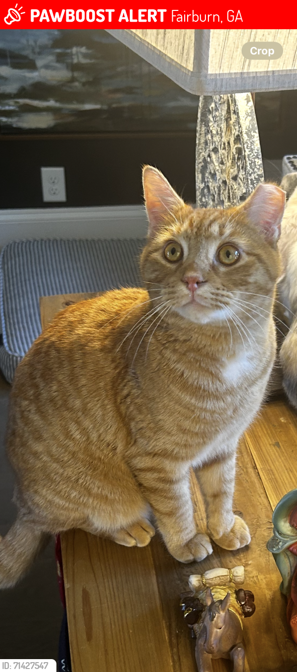 Lost Male Cat last seen Langston Hughes High School, Fairburn, GA 30291