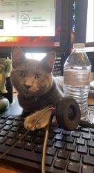 Lost Male Cat last seen Dunkin Donuts, Erlanger, KY 41018