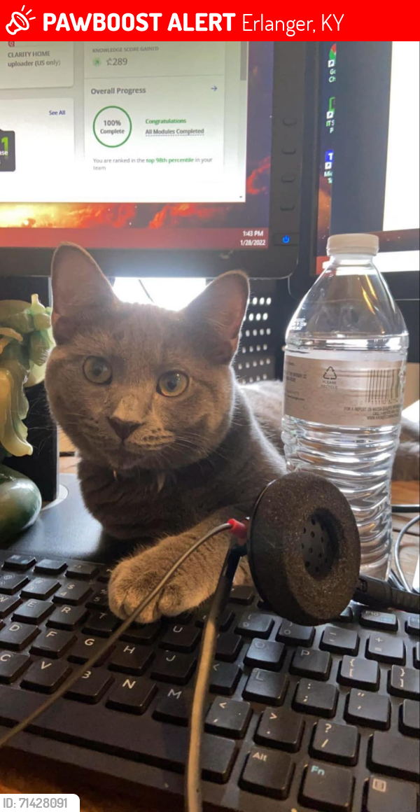 Lost Male Cat last seen Dunkin Donuts, Erlanger, KY 41018