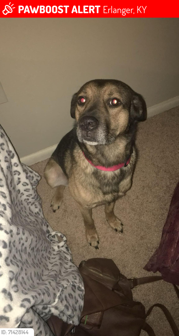 Lost Male Dog last seen Dunkin Donuts, Erlanger, KY 41018