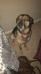 Lost Male Dog last seen Dunkin Donuts, Erlanger, KY 41018