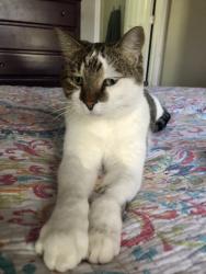 Lost Male Cat last seen East 3rd Street and Holly, Georgetown, TX 78626