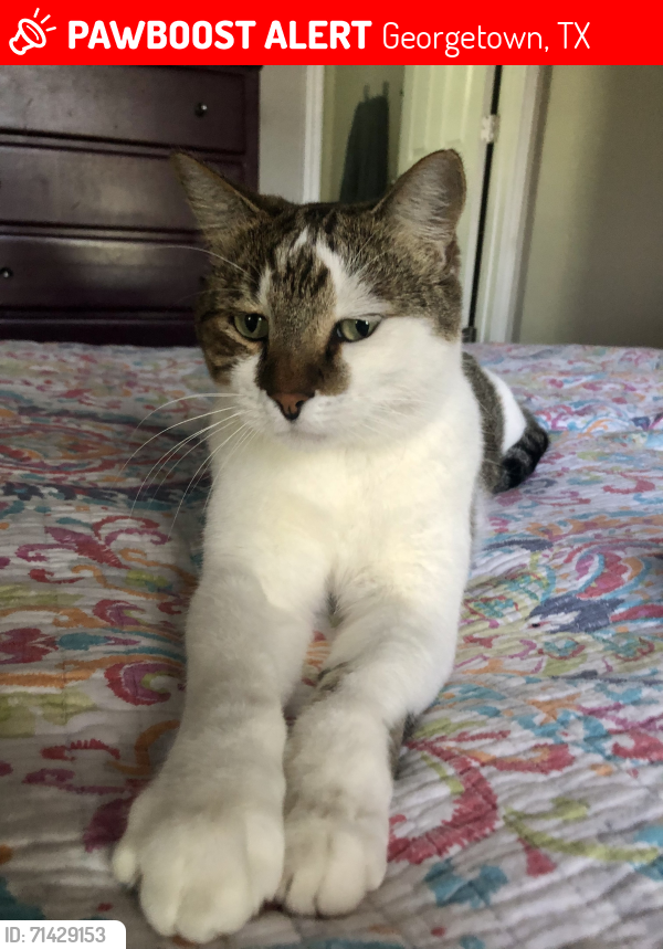 Lost Male Cat last seen East 3rd Street and Holly, Georgetown, TX 78626