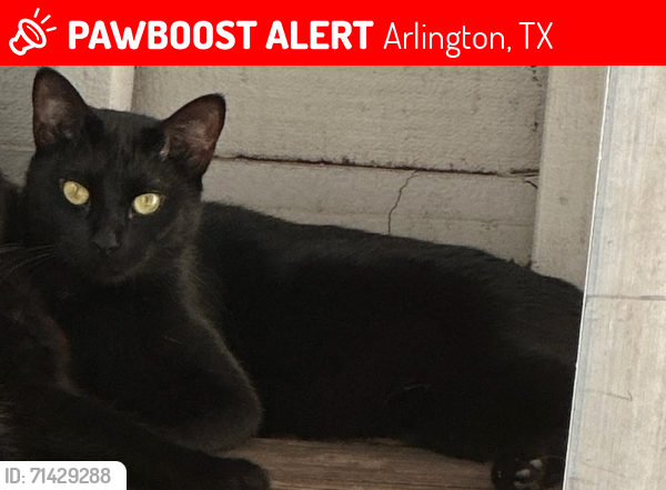 Lost Male Cat last seen Mark 2600 Apts, Arlington, TX 76006