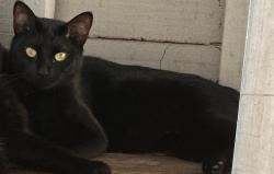 Lost Male Cat last seen Mark 2600 Apts, Arlington, TX 76006