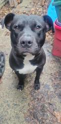 Found/Stray Male Dog last seen Moross Road and Wayburn Street, Detroit MI, Detroit, MI 48224