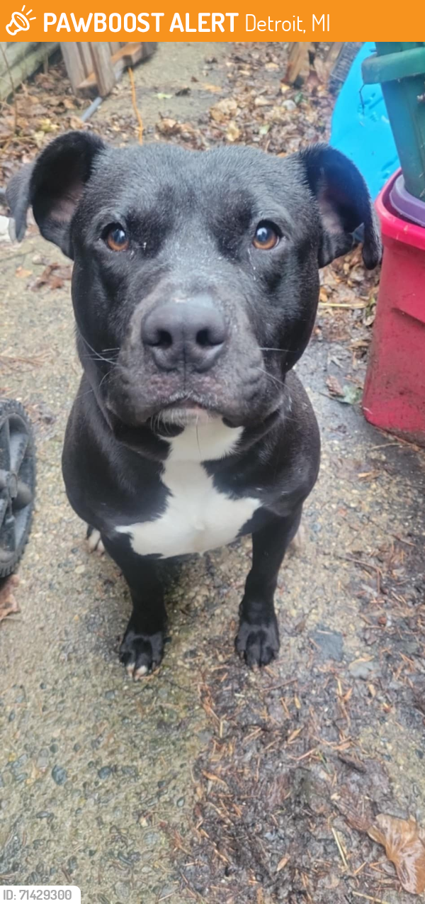 Found/Stray Male Dog last seen Moross Road and Wayburn Street, Detroit MI, Detroit, MI 48224