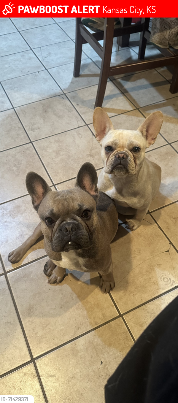 Lost Male Dog last seen locust and 42nd st, Kansas City, KS 66106