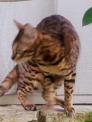 Lost Female Cat last seen Washington Place and Grand View Blvd, Los Angeles, CA 90066