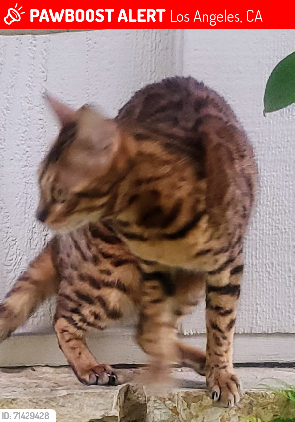 Lost Female Cat last seen Washington Place and Grand View Blvd, Los Angeles, CA 90066