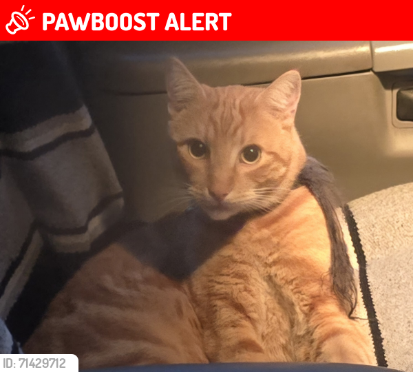 Lost Male Cat last seen SE Pipeline Rd & SE Altman Rd, Gresham Oregon 97080, Multnomah County, OR 97080