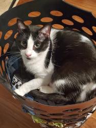 Lost Male Cat last seen Graham street, Kenilworth Ave, South Daytona, FL 32119