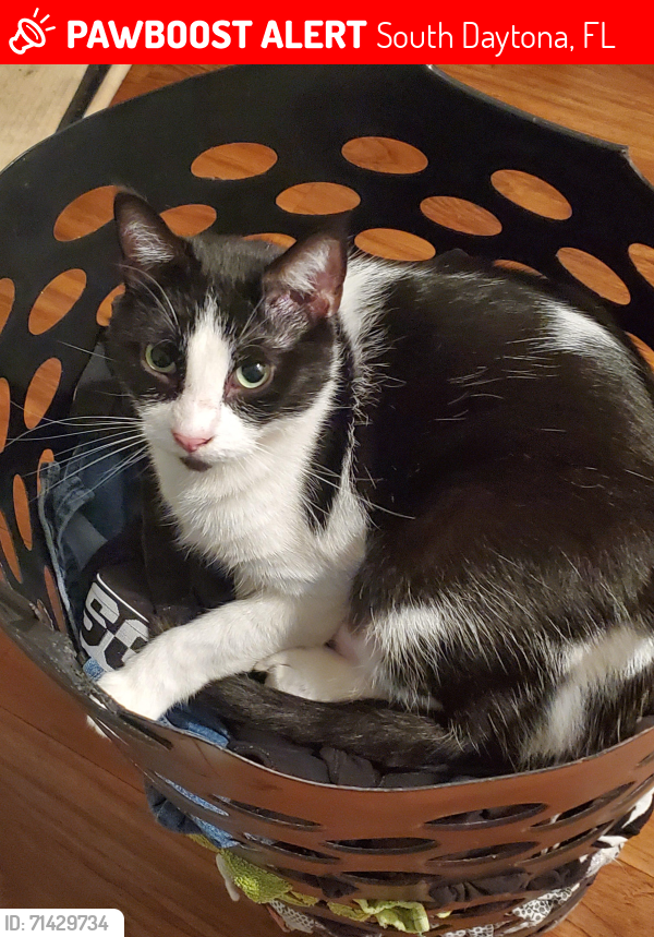 Lost Male Cat last seen Graham street, Kenilworth Ave, South Daytona, FL 32119