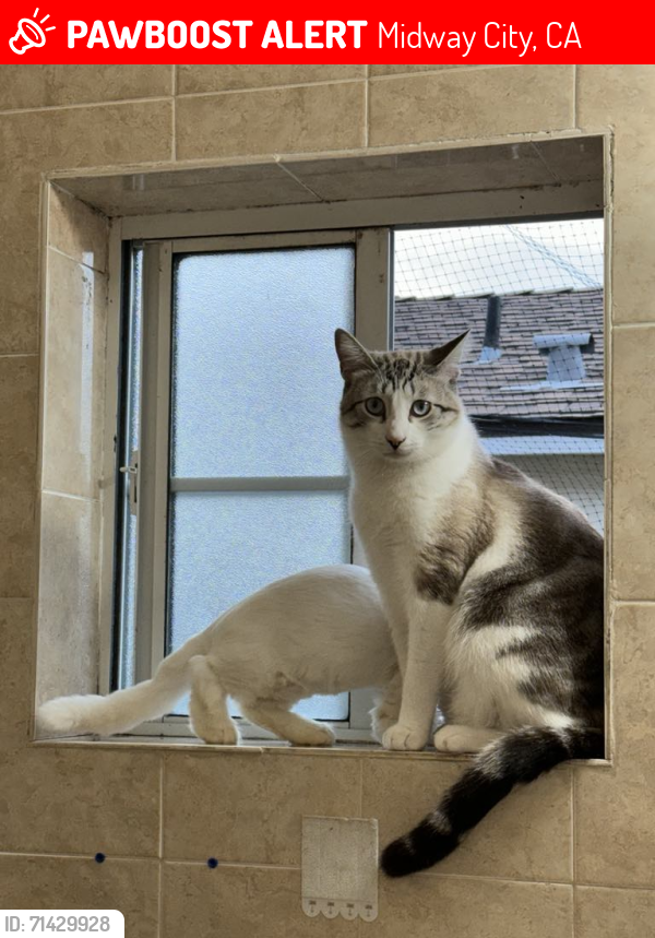 Lost Male Cat last seen Purdy - Washington, Midway City, CA 92655